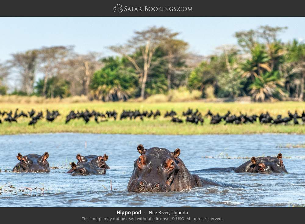 Hippo pod in Nile River, Uganda