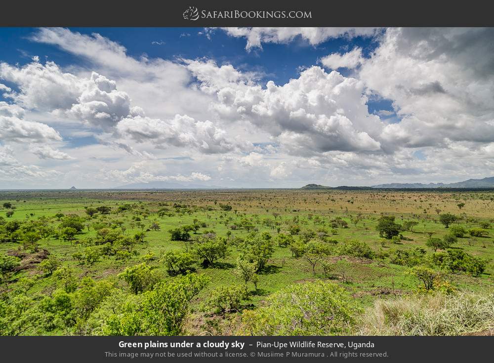 Green plains under a cloudy sky in Pian Upe Wildlife Reserve, Uganda