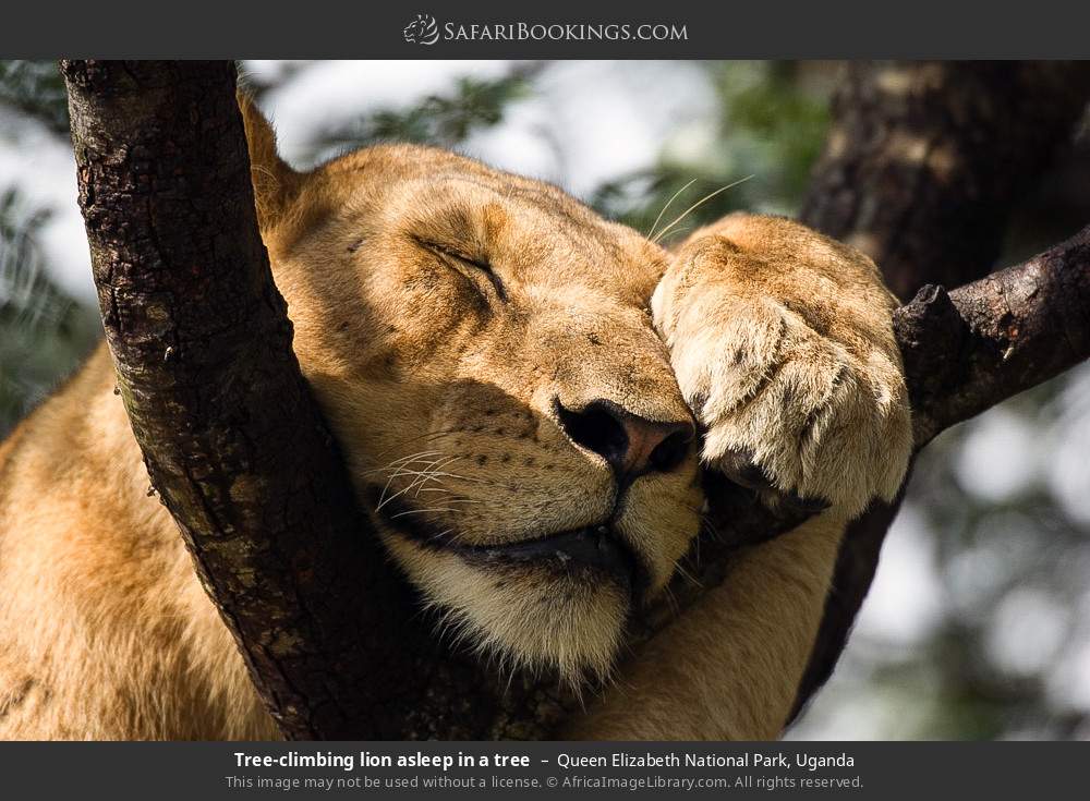 Tree-climbing lion asleep in a tree in Queen Elizabeth National Park, Uganda
