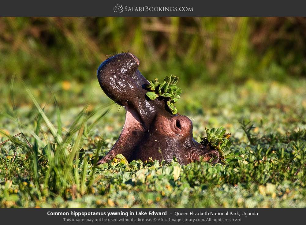 Common hippopotamus yawning in Lake Edward in Queen Elizabeth National Park, Uganda