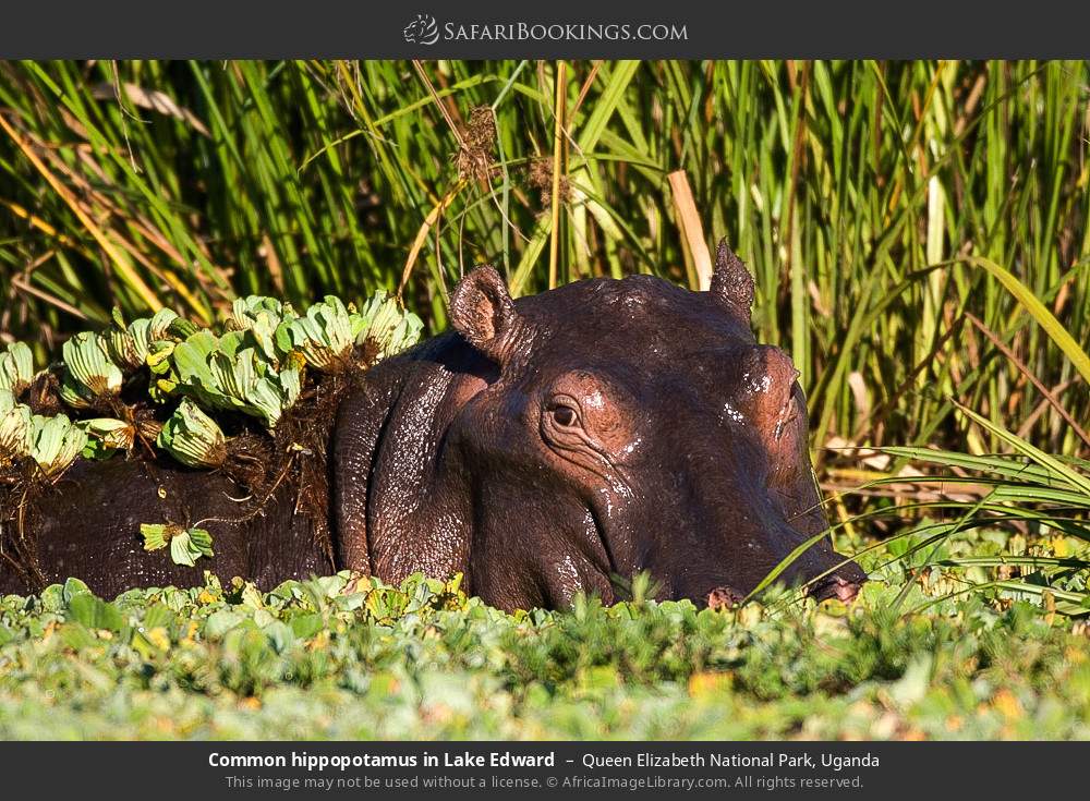 Common hippopotamus in Lake Edward in Queen Elizabeth National Park, Uganda