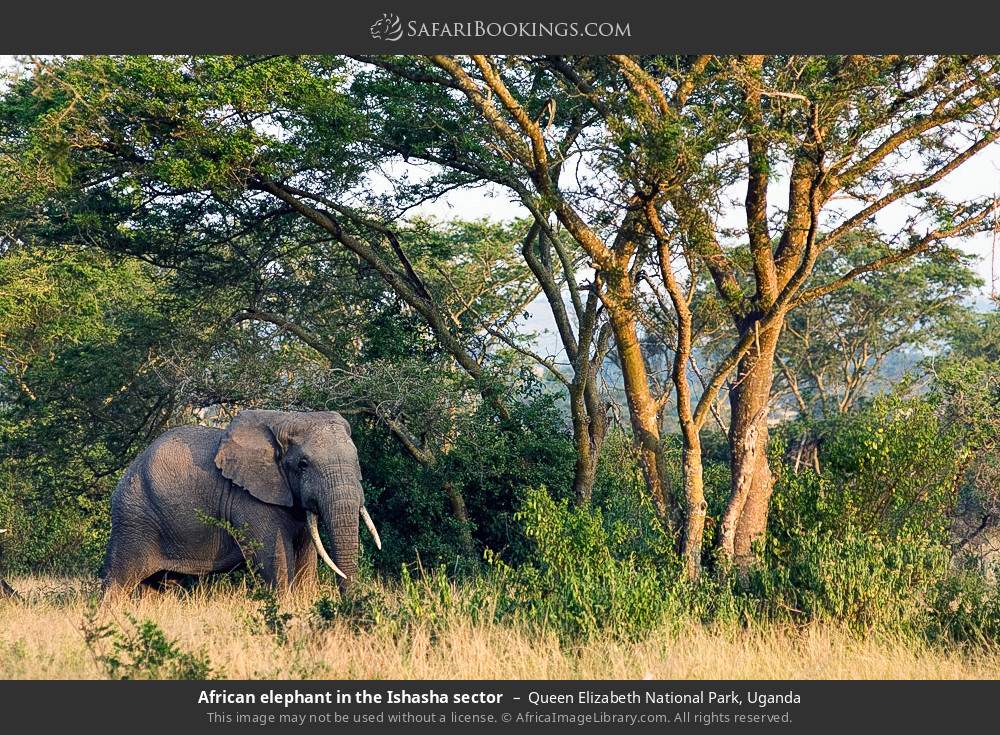 African elephant in the Ishasha sector in Queen Elizabeth National Park, Uganda