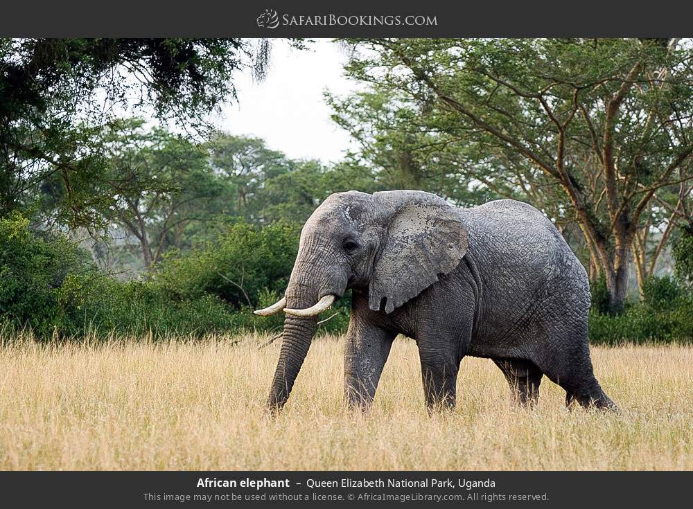 African elephant in Queen Elizabeth National Park, Uganda