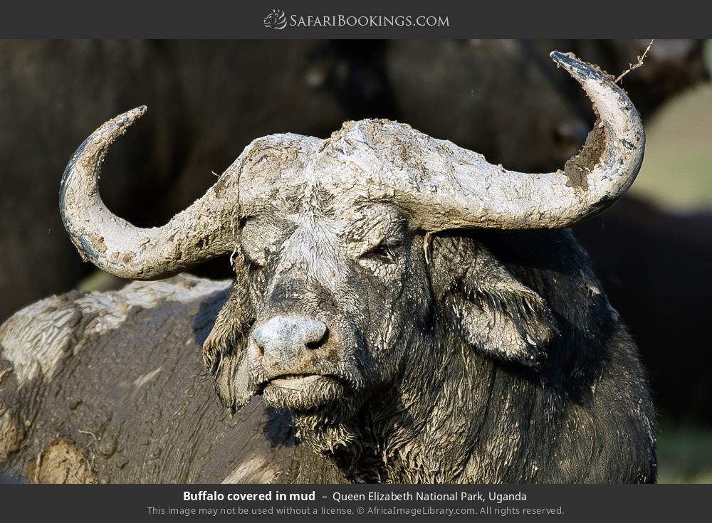 Buffalo covered in mud in Queen Elizabeth National Park, Uganda