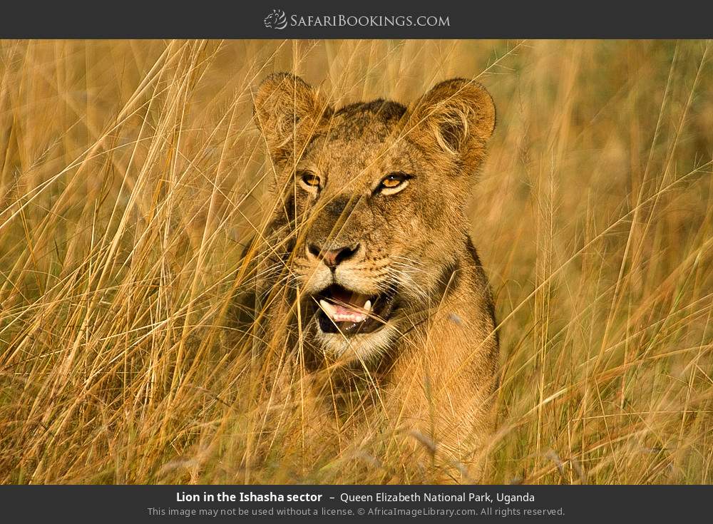 Lion in the Ishasha sector in Queen Elizabeth National Park, Uganda