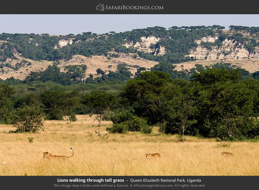 Lions walking through tall grass in Queen Elizabeth National Park, Uganda