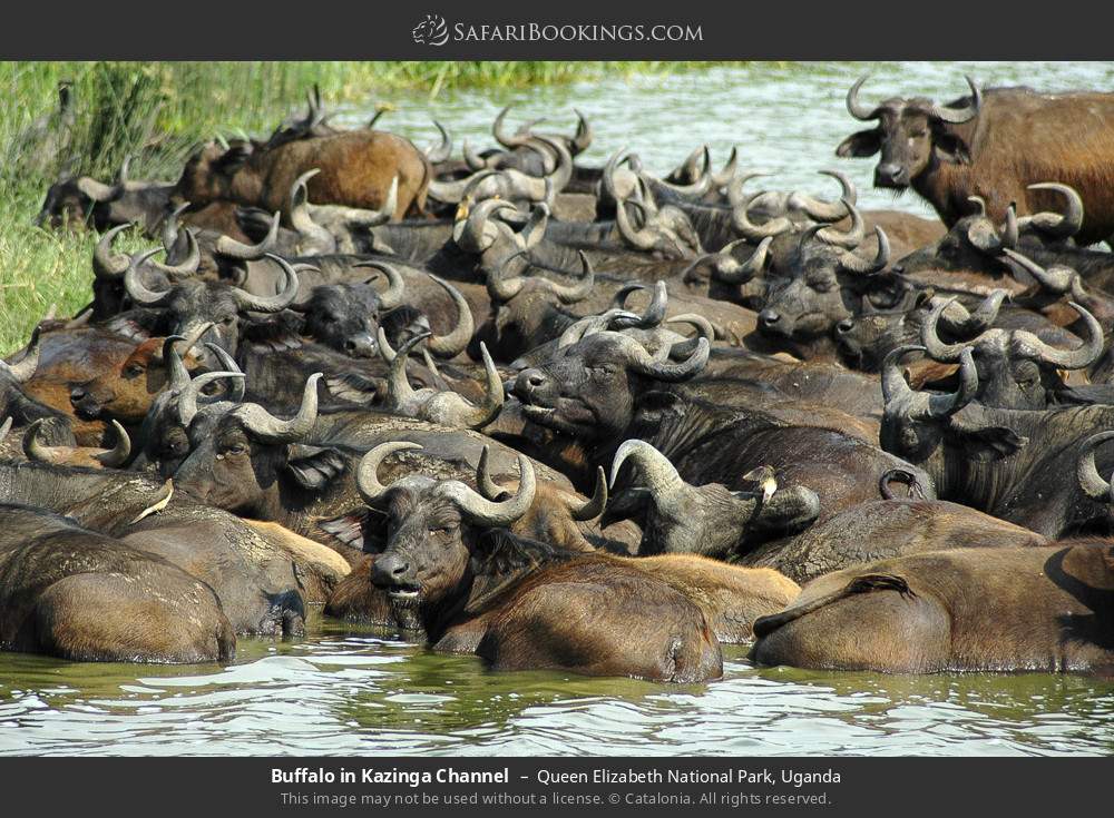 Buffalo in Kazinga Channel in Queen Elizabeth National Park, Uganda