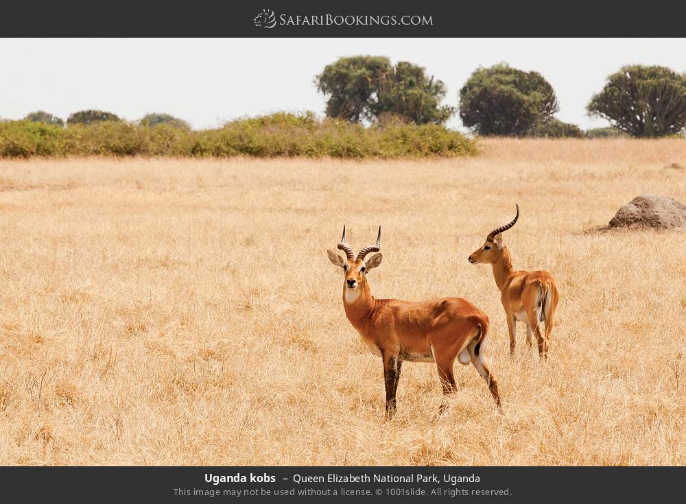 Uganda kobs in Queen Elizabeth National Park, Uganda