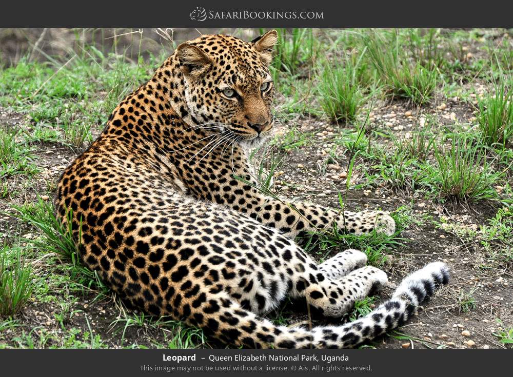 Leopard in Queen Elizabeth National Park, Uganda