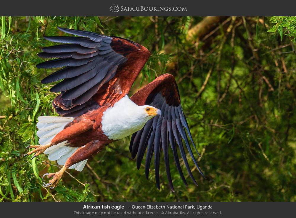 African fish eagle in Queen Elizabeth National Park, Uganda