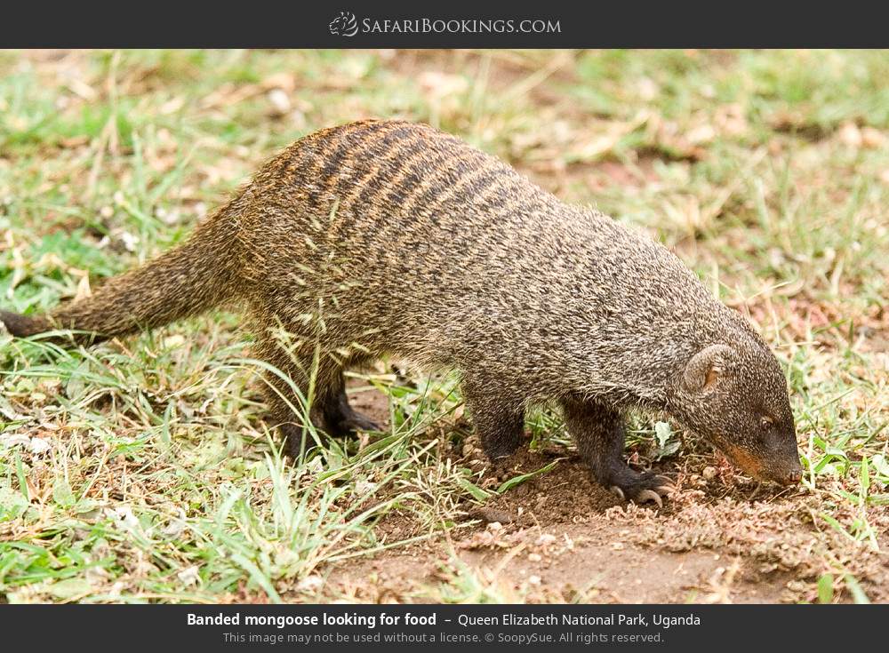 Banded mongoose looking for food in Queen Elizabeth National Park, Uganda