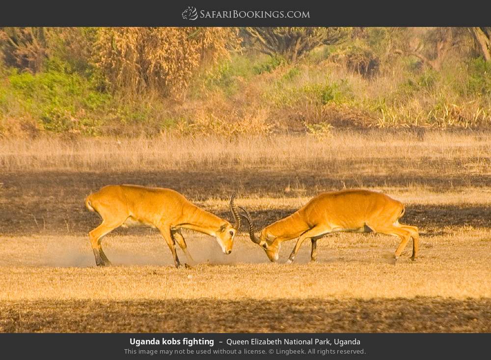 Uganda kobs fighting in Queen Elizabeth National Park, Uganda