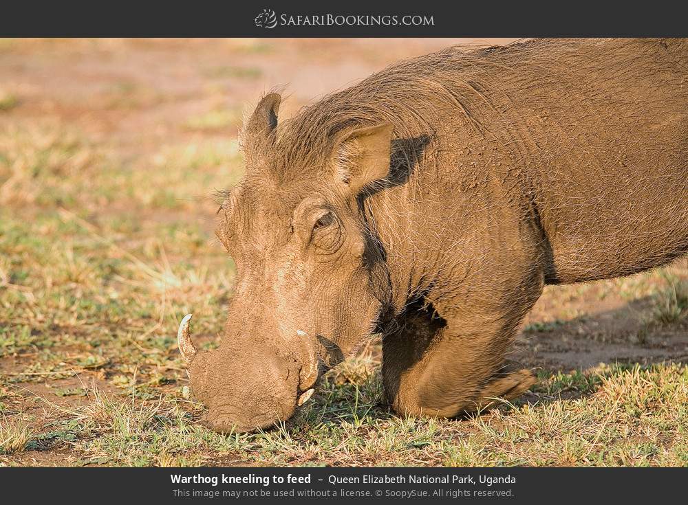 Warthog kneeling to feed in Queen Elizabeth National Park, Uganda