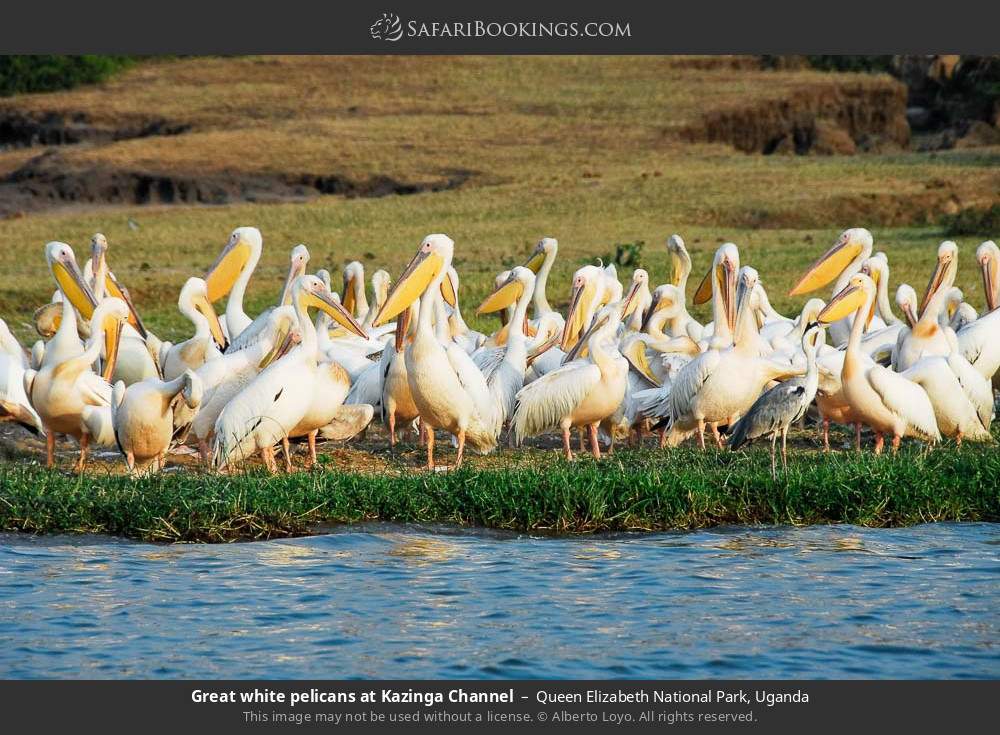 Great white pelicans at Kazinga Channel in Queen Elizabeth National Park, Uganda