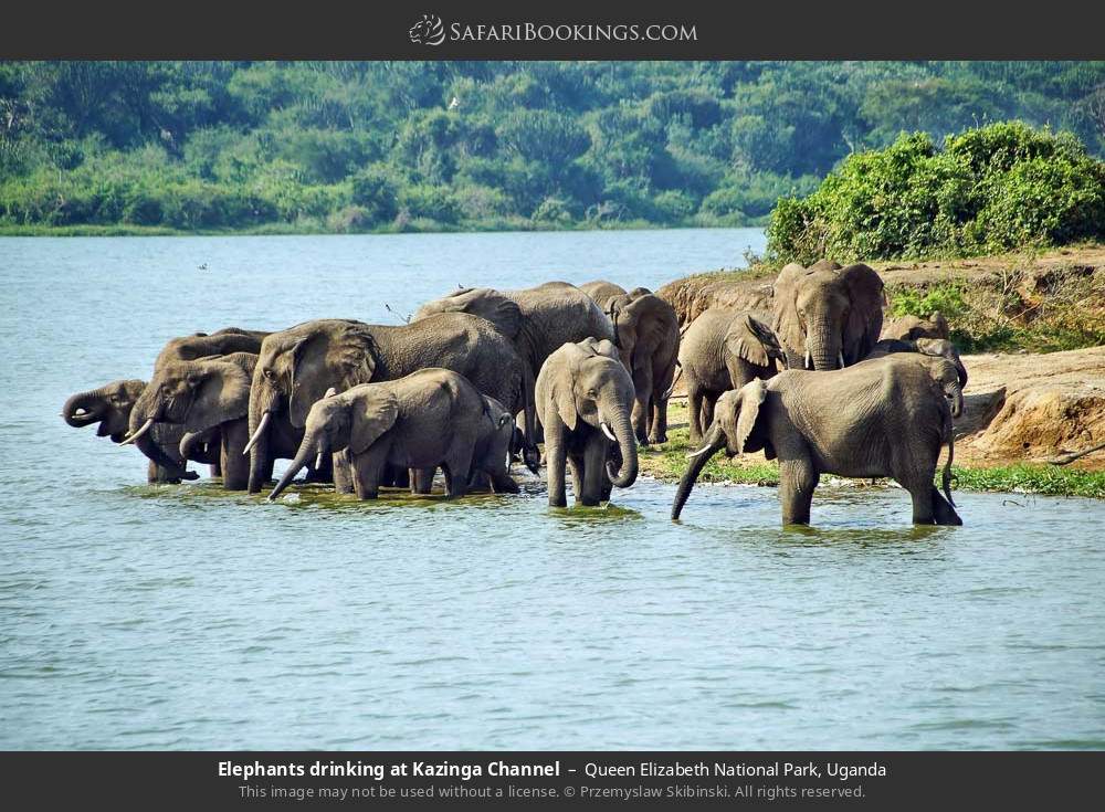 Elephants drinking at Kazinga Channel in Queen Elizabeth National Park, Uganda