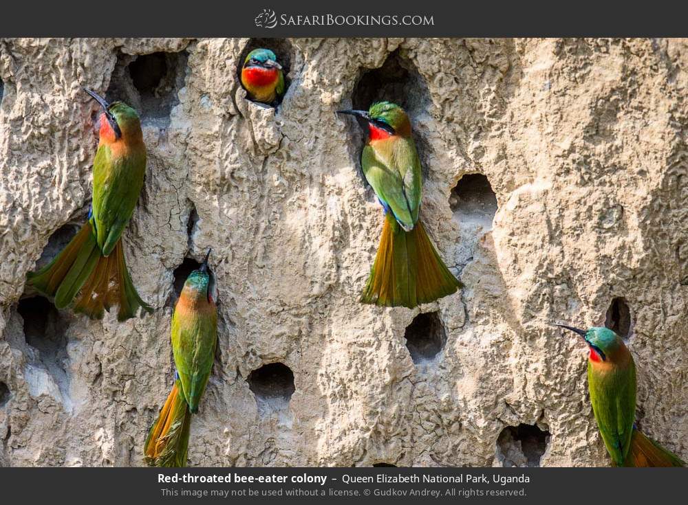 Red-throated bee-eater colony in Queen Elizabeth National Park, Uganda