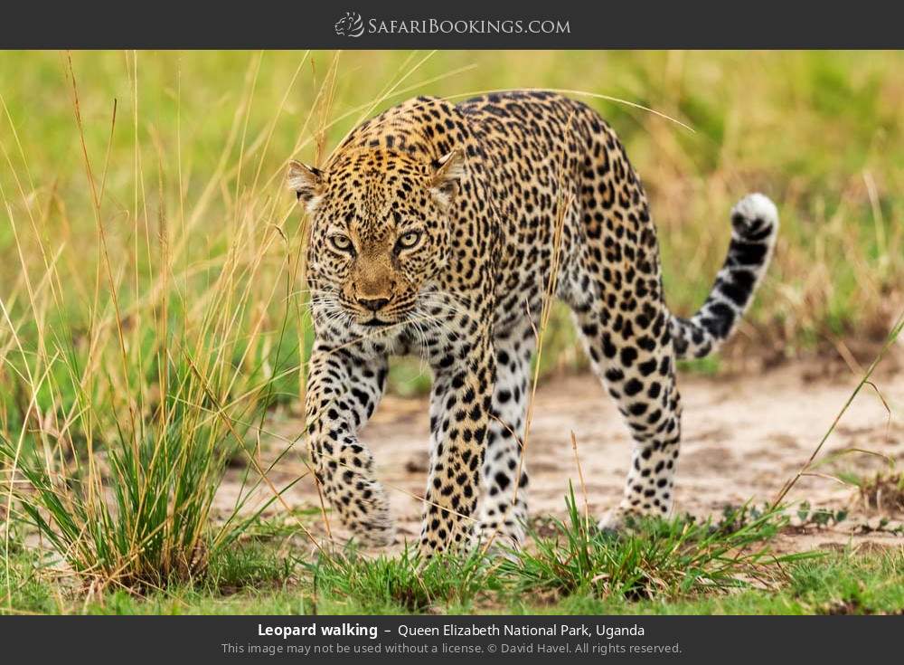 Leopard walking in Queen Elizabeth National Park, Uganda