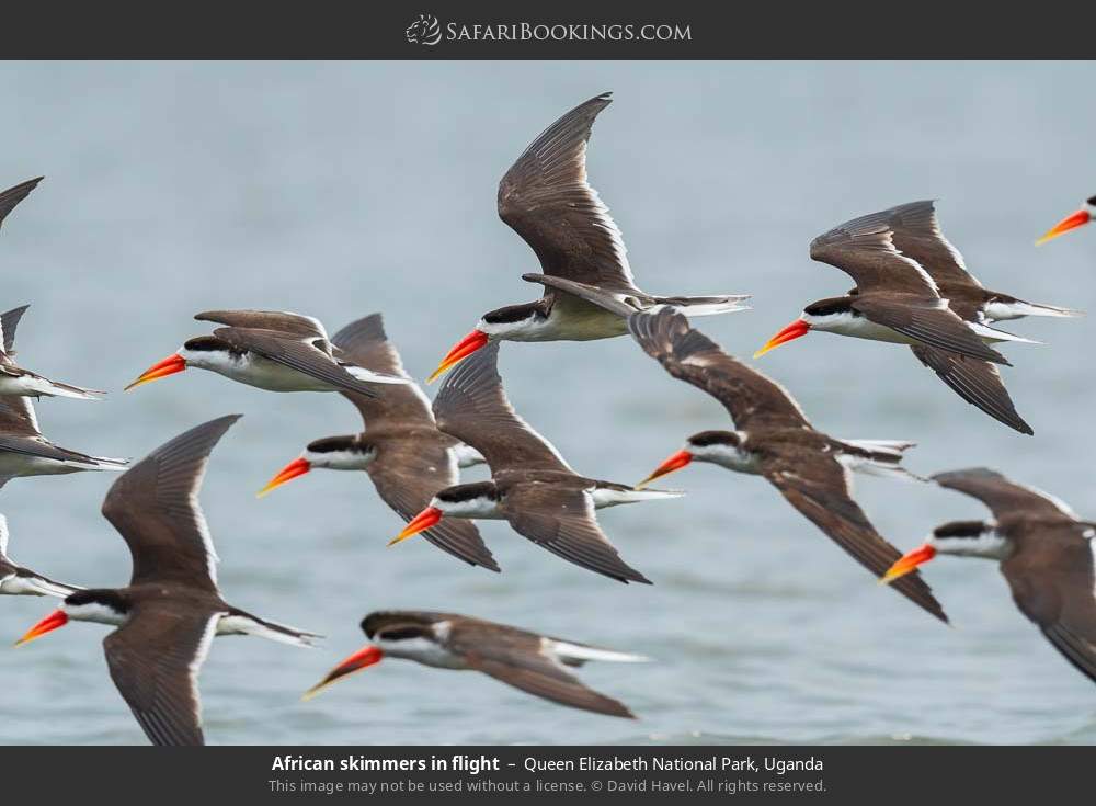 African skimmers in flight in Queen Elizabeth National Park, Uganda