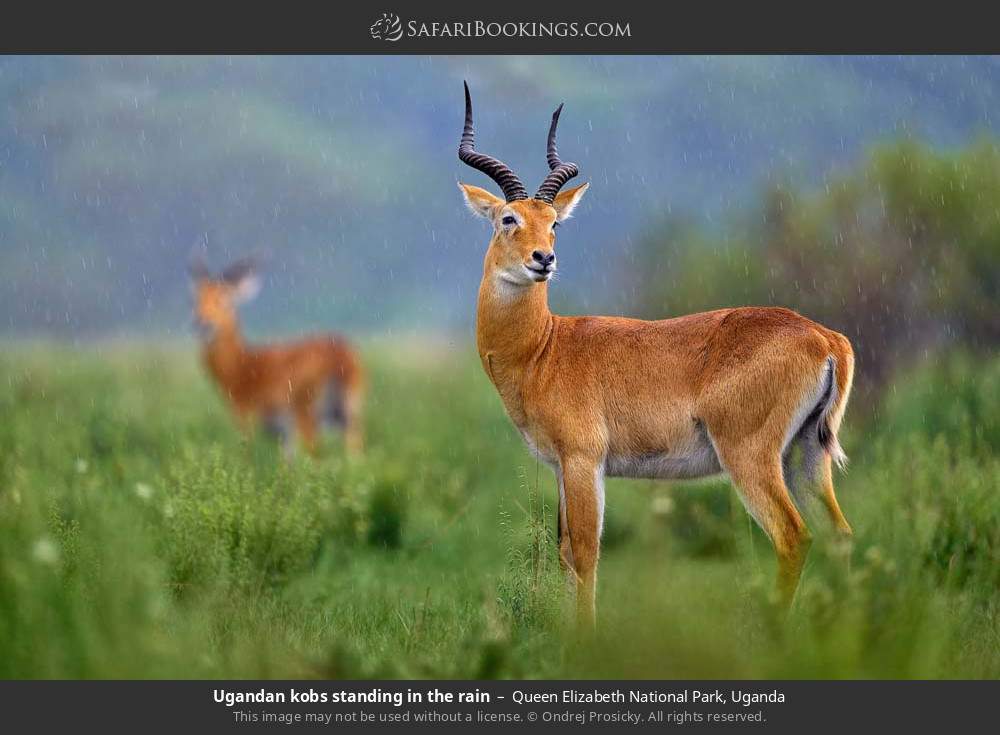 Ugandan kobs standing in the rain in Queen Elizabeth National Park, Uganda