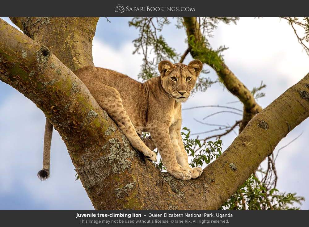 Juvenile tree-climbing lion in Queen Elizabeth National Park, Uganda