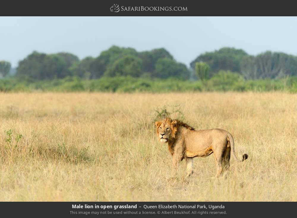 Male lion in open grassland in Queen Elizabeth National Park, Uganda