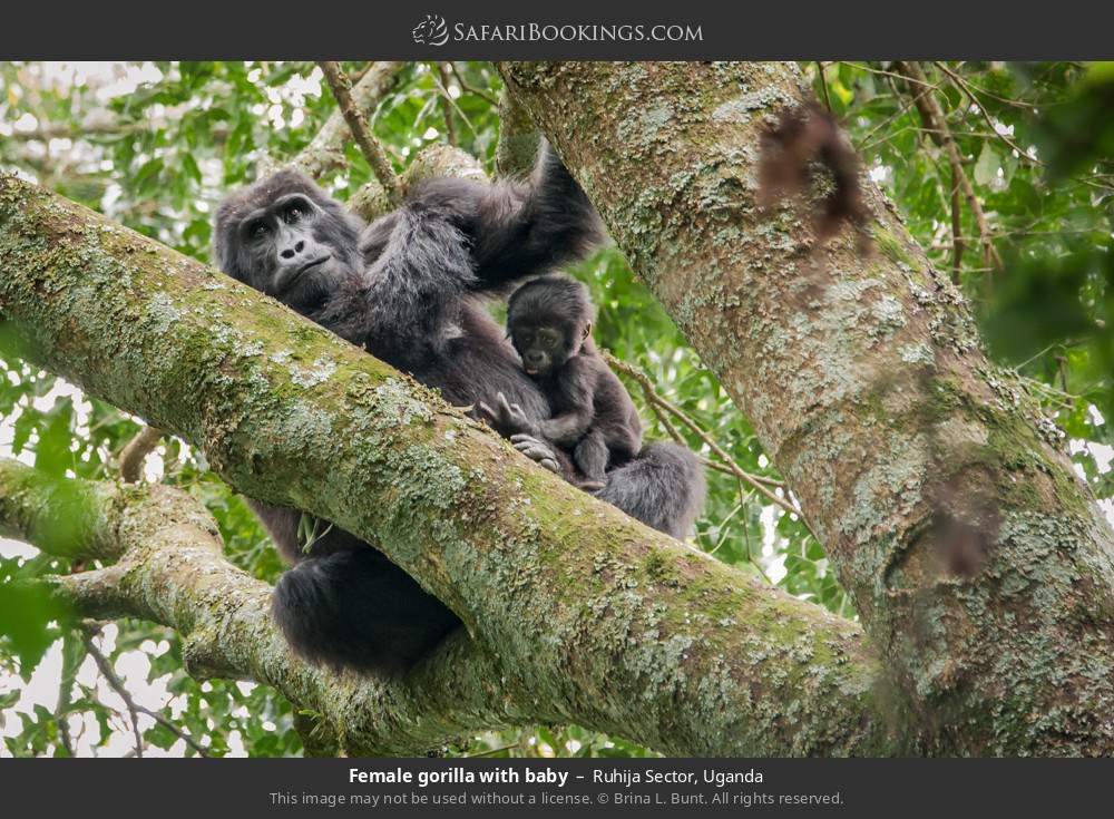 Female gorilla with baby in Bwindi in Ruhija Sector, Uganda