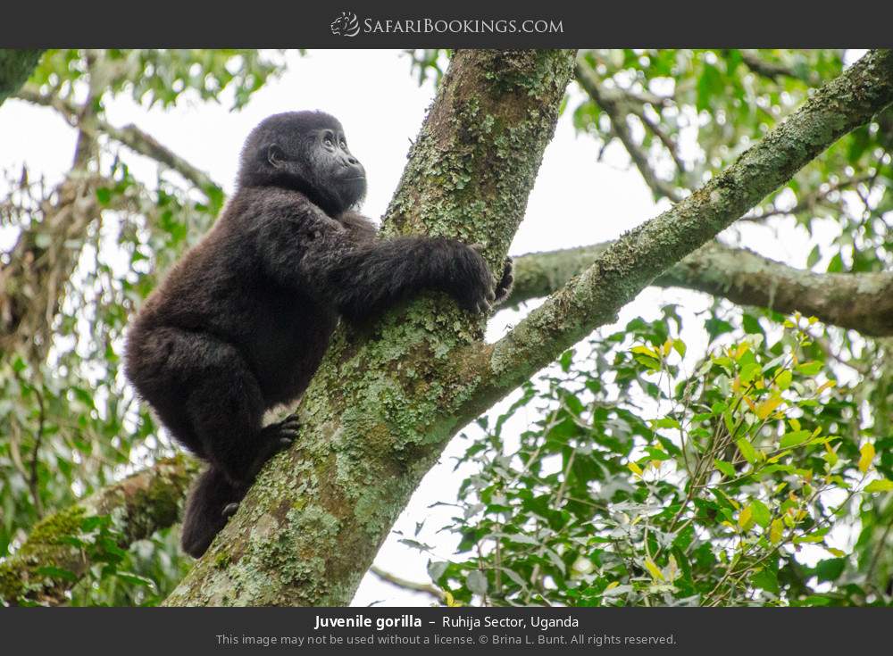 Juvenile gorilla in Bwindi in Ruhija Sector, Uganda