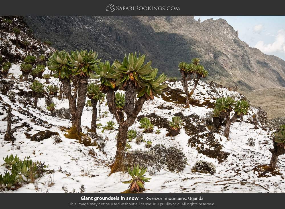 Giant groundsels in snow in Rwenzori Mountains, Uganda