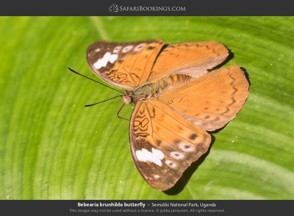 Bebearia brunhilda butterfly in Semuliki National Park, Uganda