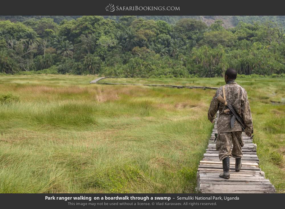 Park ranger on a boardwalk through a swamp in Semuliki National Park, Uganda