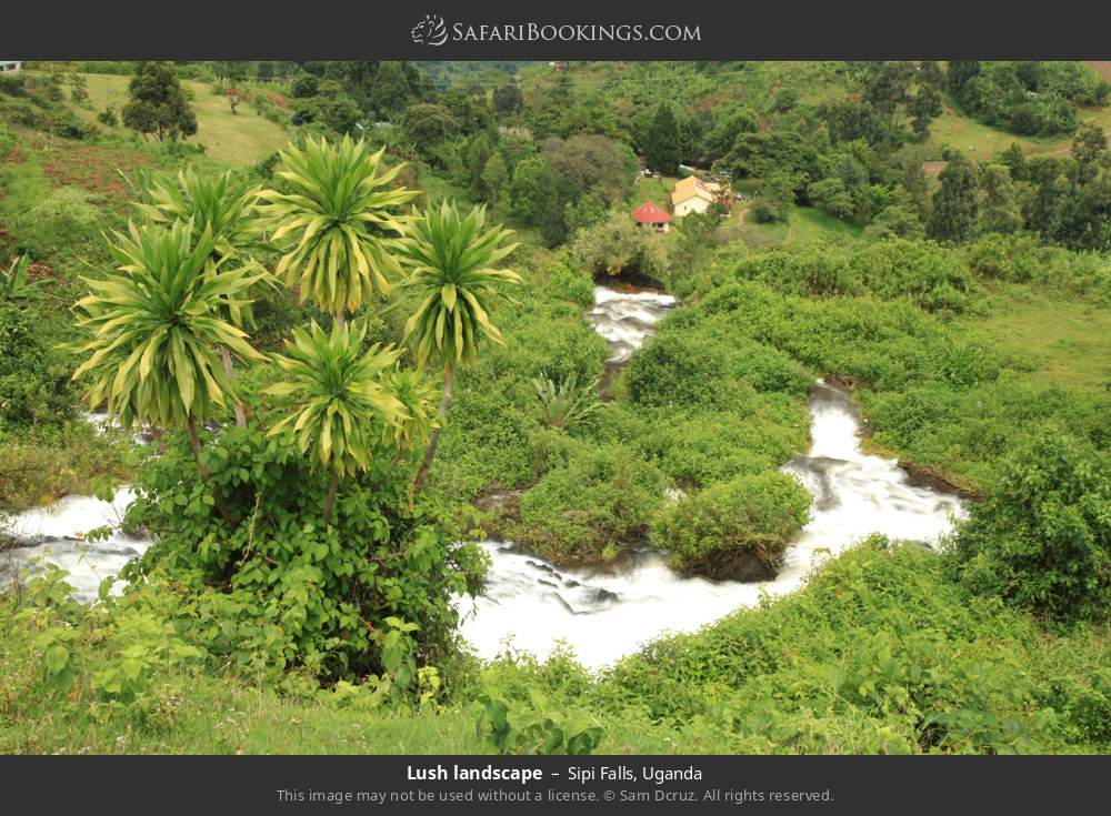 Lush landscape in Sipi Falls, Uganda