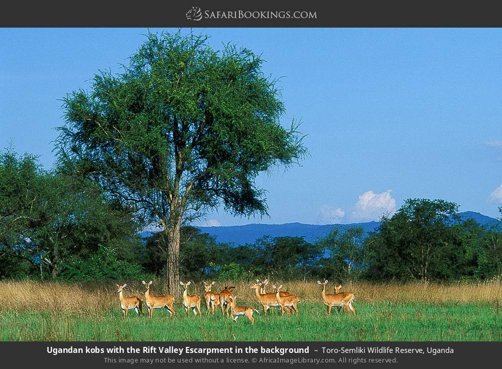 Uganda kobs with the Rift Valley escarpment in the background in Toro-Semliki Wildlife Reserve, Uganda
