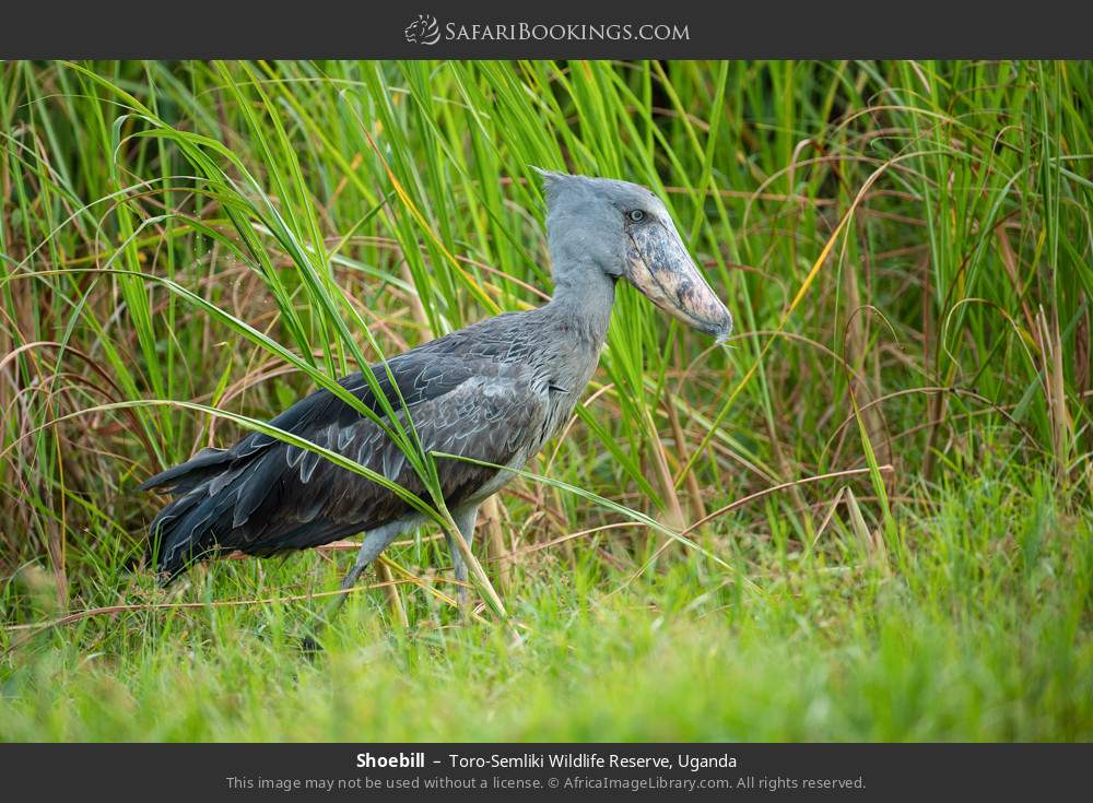 Shoebill in Toro-Semliki Wildlife Reserve, Uganda