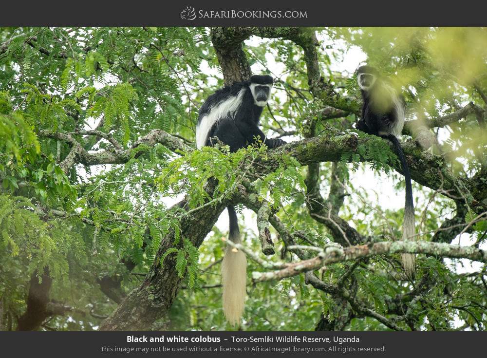 Black-and-white colobus in Toro-Semliki Wildlife Reserve, Uganda