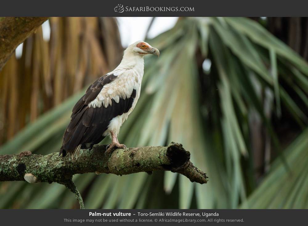 Palm-nut vulture in Toro-Semliki Wildlife Reserve, Uganda