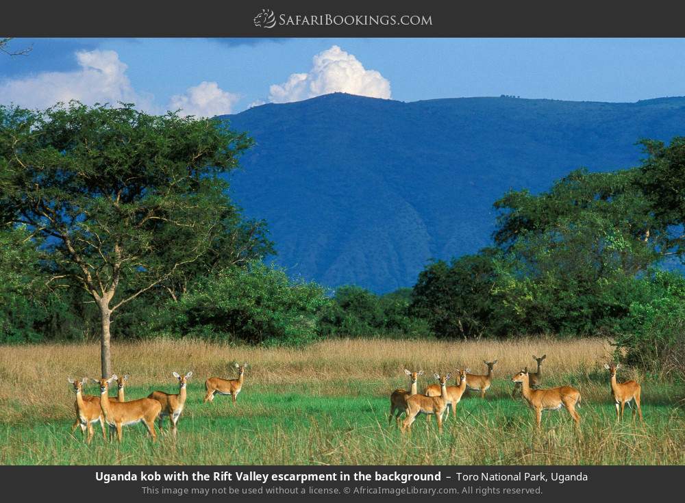 Uganda kob with the Rift Valley escarpment in the background in Toro National Park, Uganda