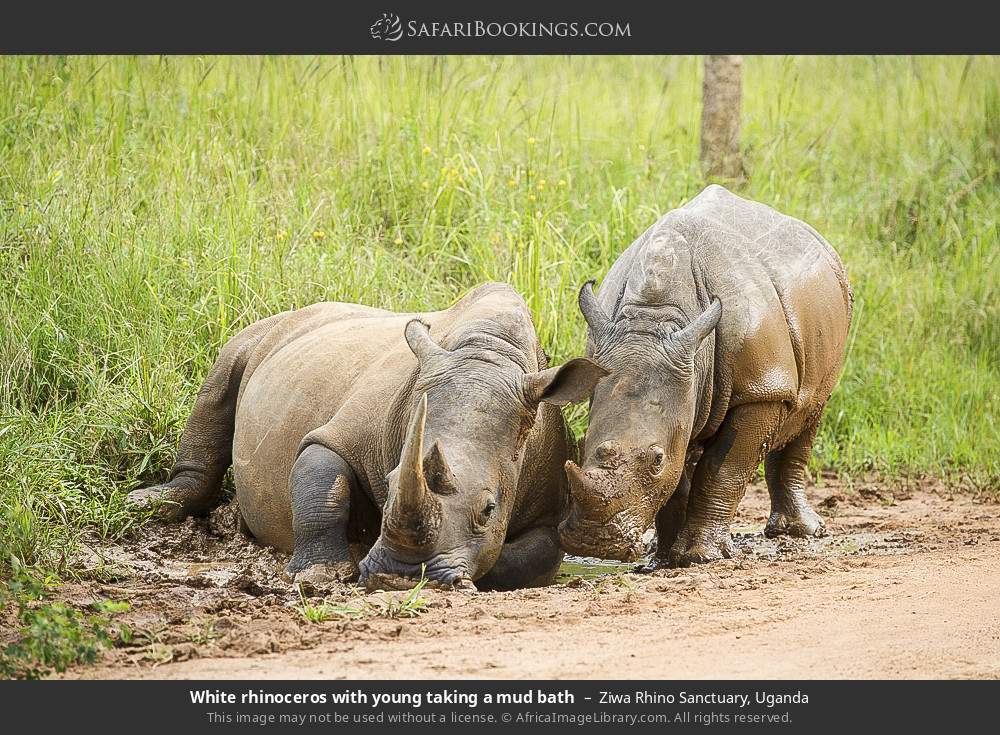 White rhinoceros with young taking a mud bath in Ziwa Rhino and Wildlife Ranch, Uganda