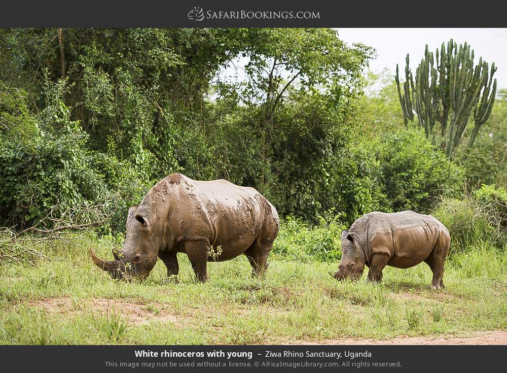 White rhinoceros with young in Ziwa Rhino and Wildlife Ranch, Uganda