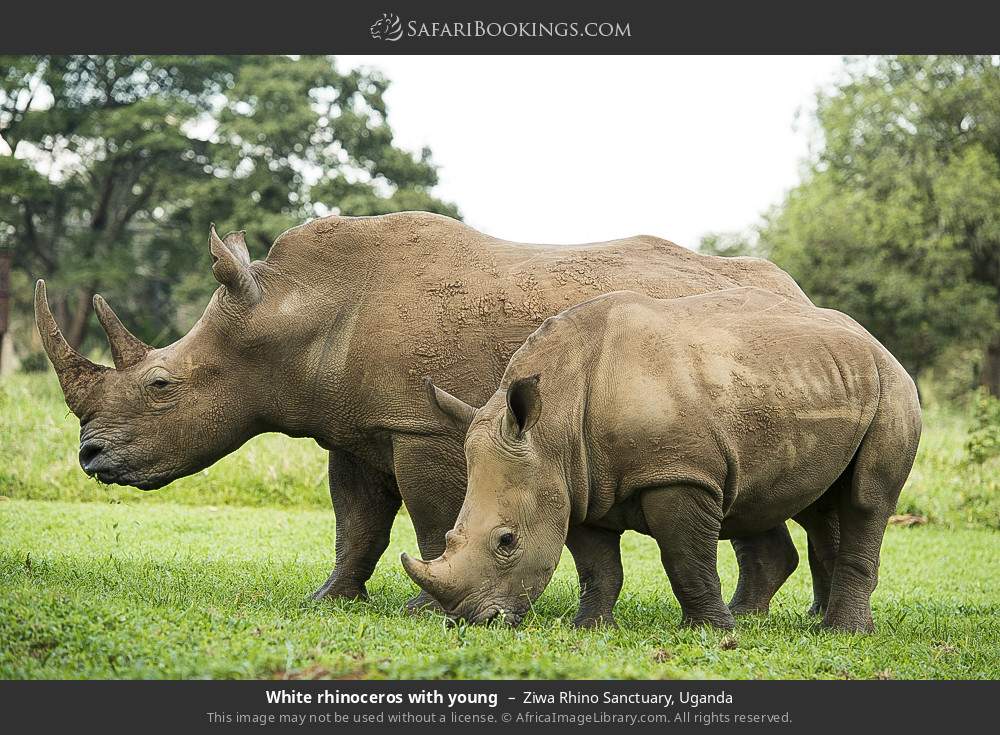 White rhinoceros with young in Ziwa Rhino and Wildlife Ranch, Uganda