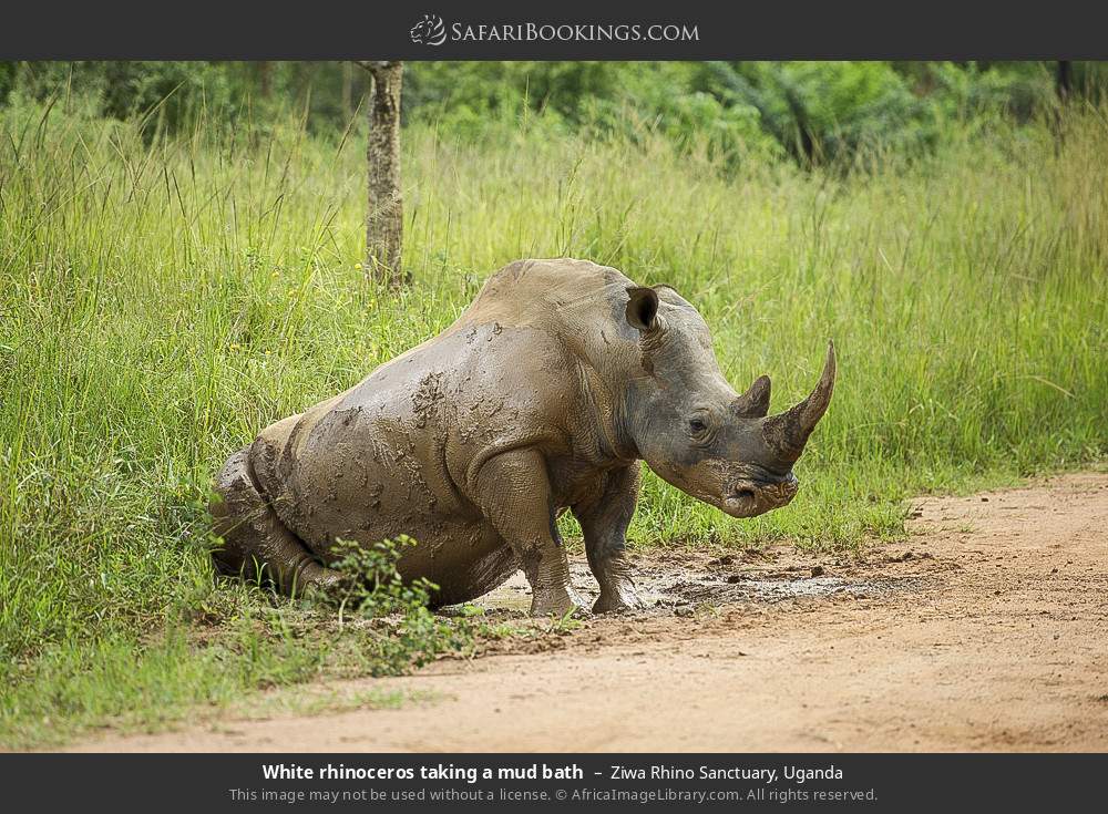 White rhinoceros taking a mud bath in Ziwa Rhino and Wildlife Ranch, Uganda