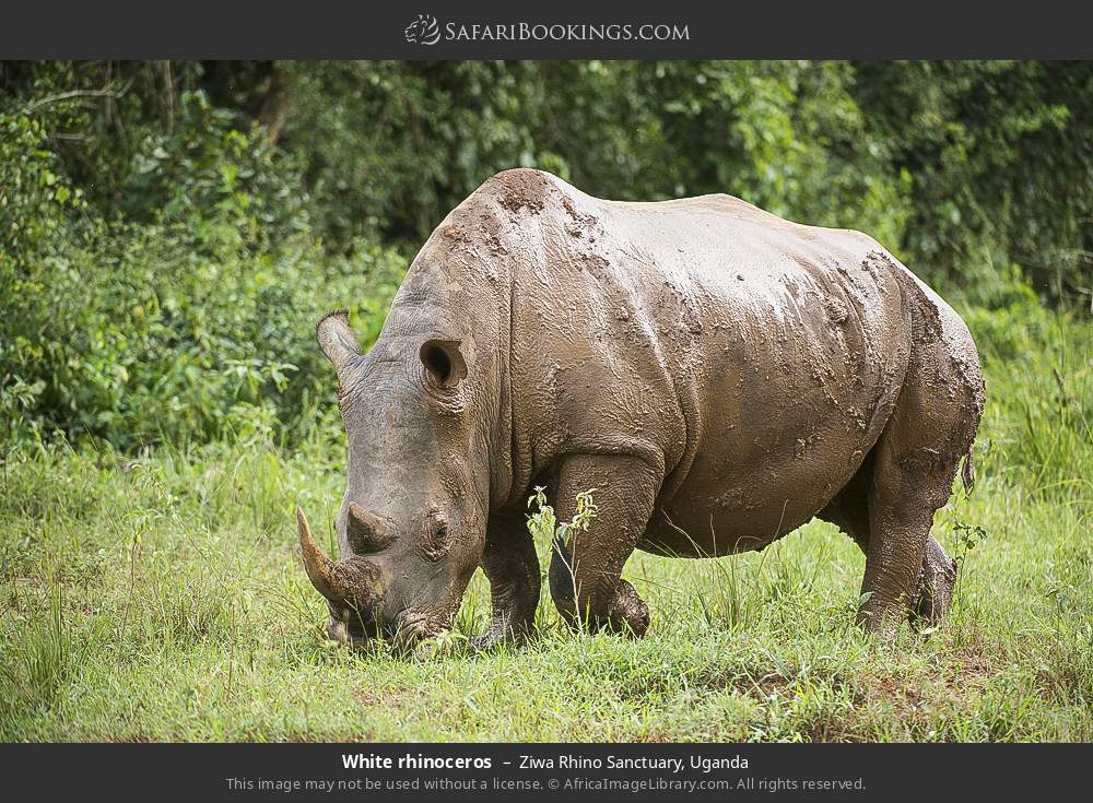 White rhinoceros in Ziwa Rhino and Wildlife Ranch, Uganda