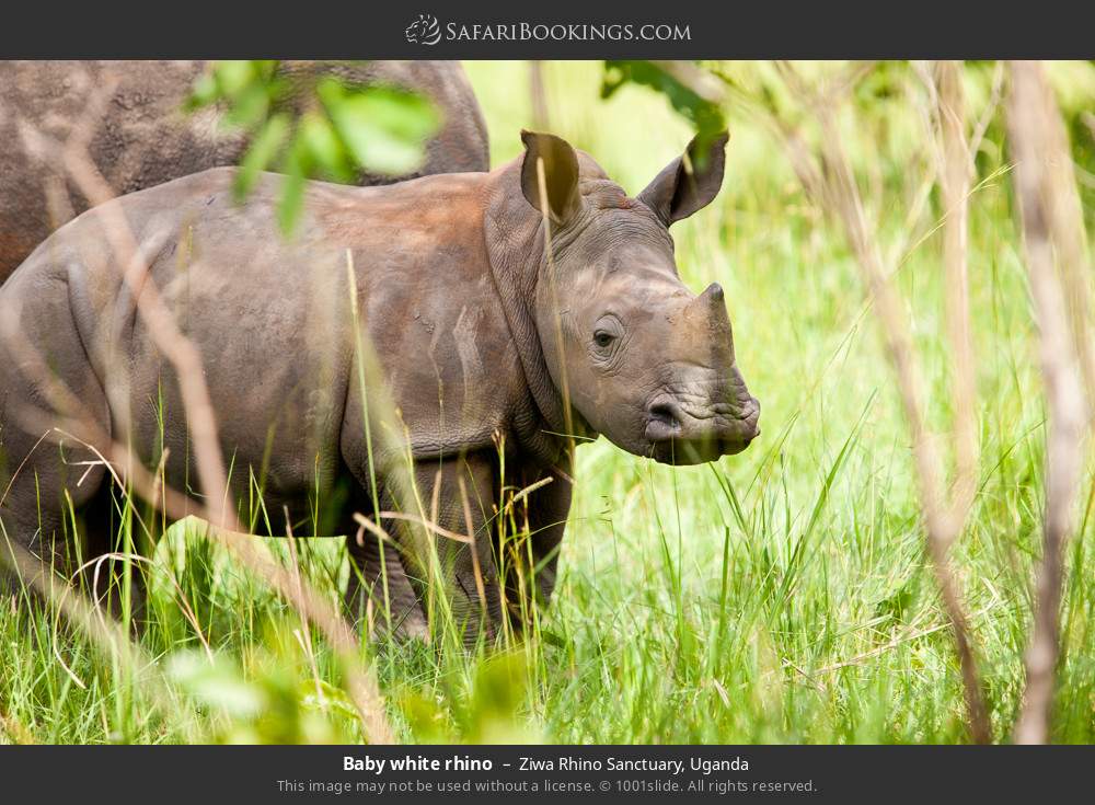 Baby white rhino in Ziwa Rhino and Wildlife Ranch, Uganda