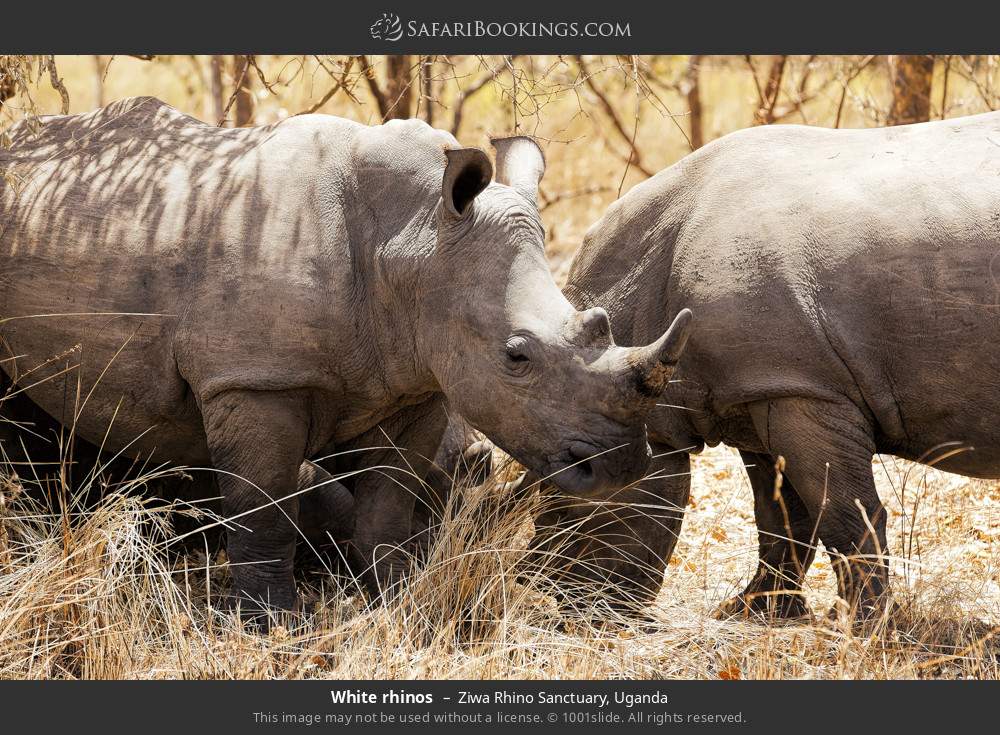 White rhinos in Ziwa Rhino and Wildlife Ranch, Uganda