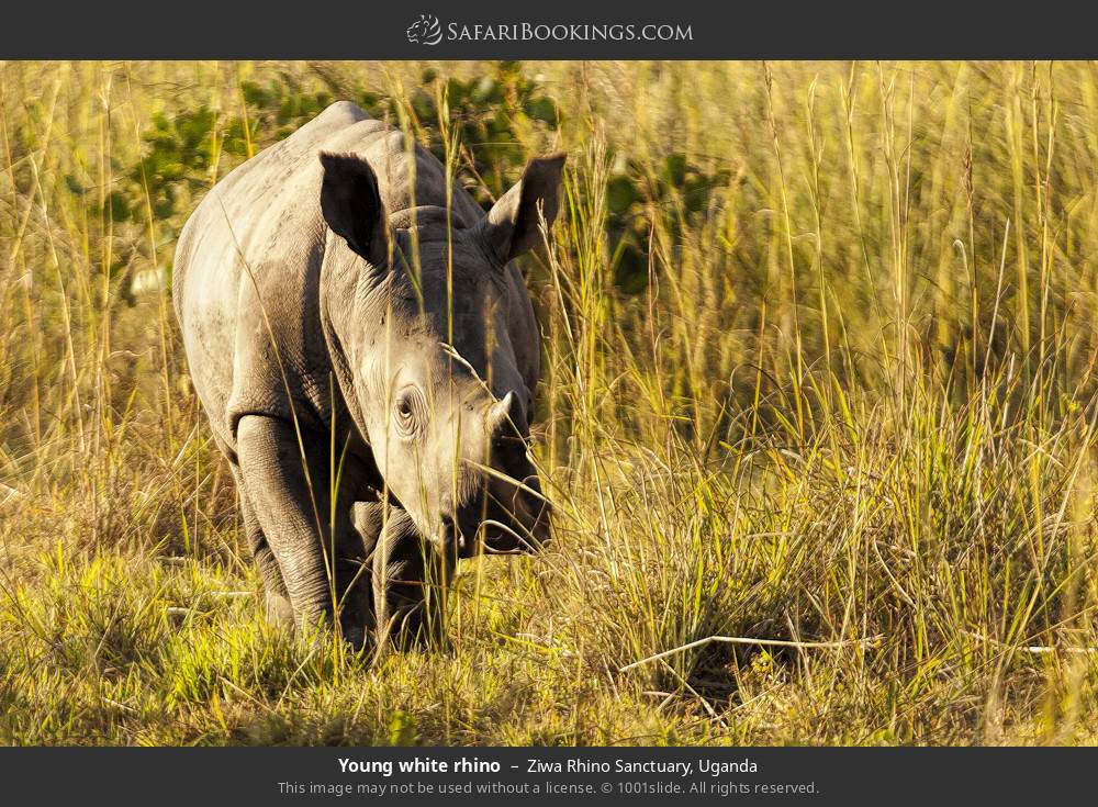 Young white rhino in Ziwa Rhino and Wildlife Ranch, Uganda