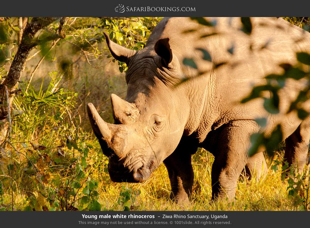 Young male white rhinoceros in Ziwa Rhino Sanctuary, Uganda