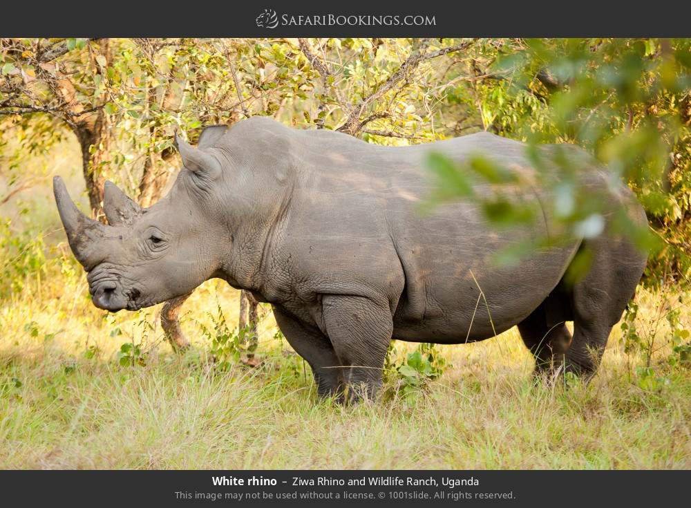 White rhino in Ziwa Rhino and Wildlife Ranch, Uganda