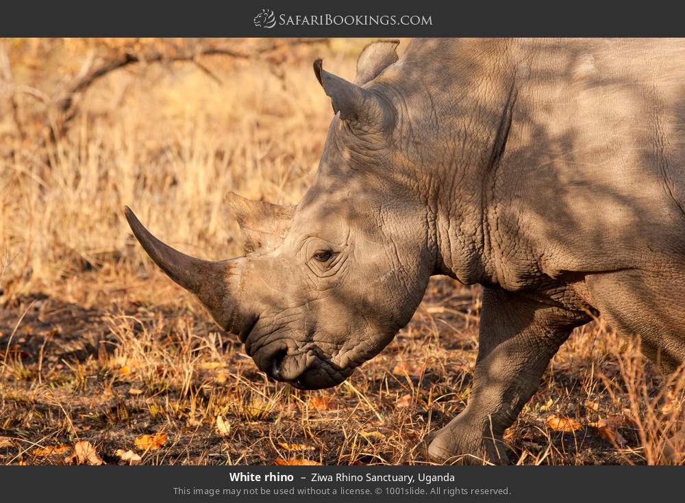 White rhino in Ziwa Rhino and Wildlife Ranch, Uganda