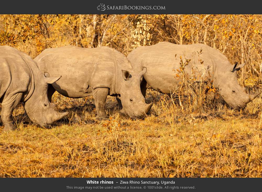 White rhinos in Ziwa Rhino and Wildlife Ranch, Uganda