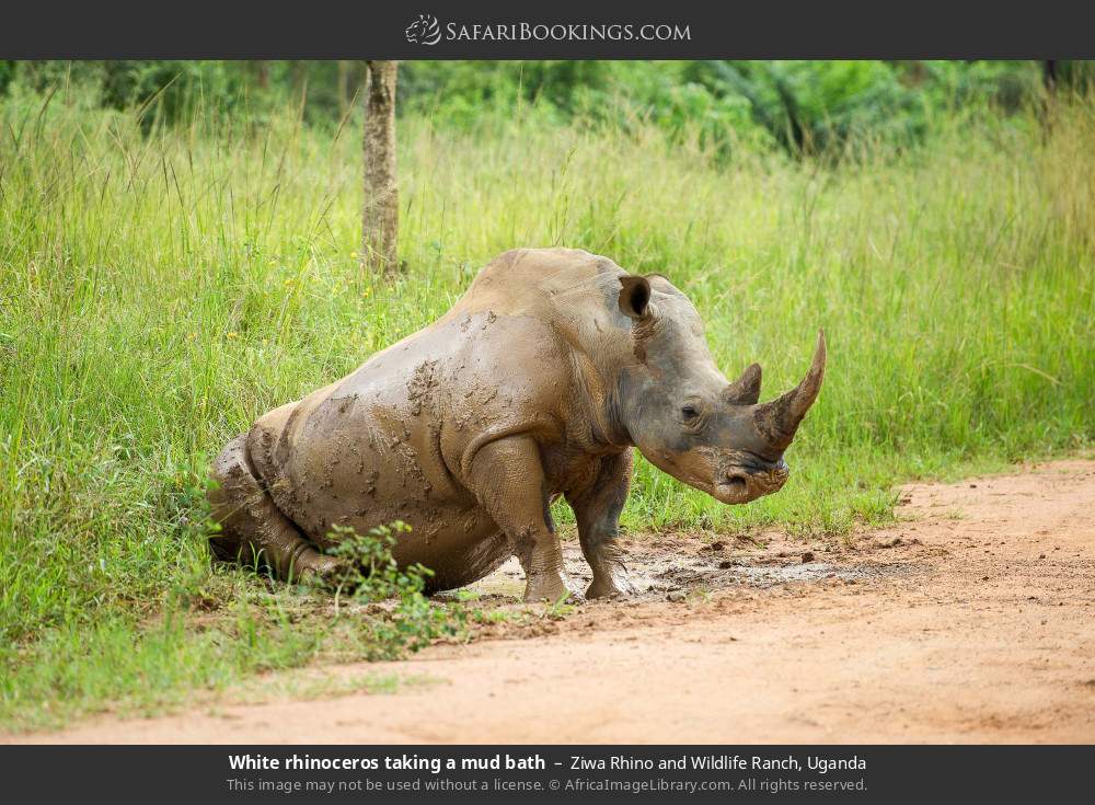 White rhinoceros taking a mud bath in Ziwa Rhino and Wildlife Ranch, Uganda