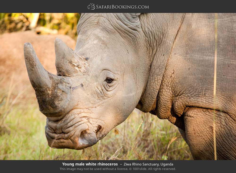 Young male white rhinoceros in Ziwa Rhino and Wildlife Ranch, Uganda